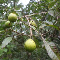 Pouteria campechiana (Kunth) Baehni